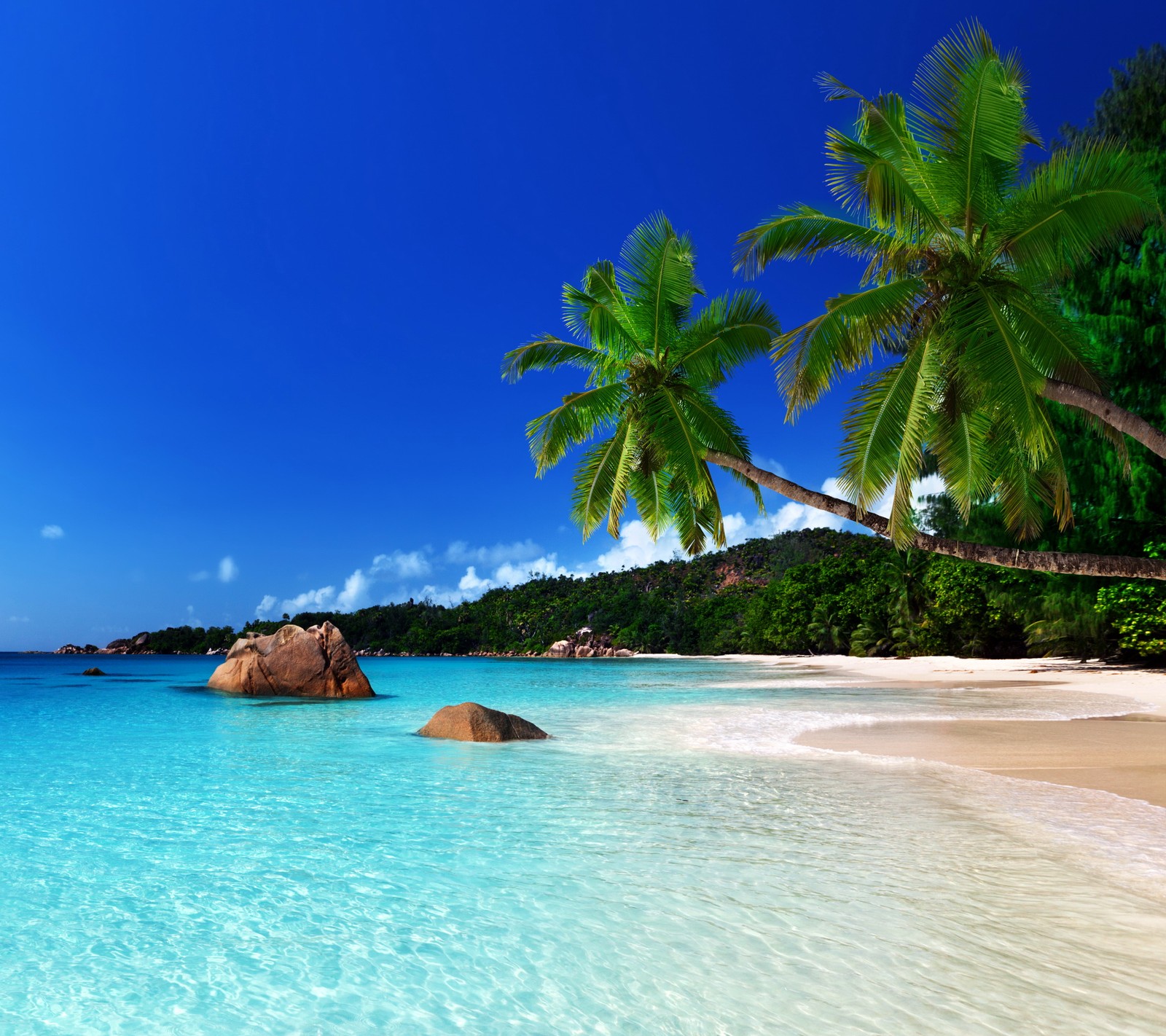 Vue d'une plage avec des palmiers et une eau claire (plage, la côte, palmiers, paradis, mer)