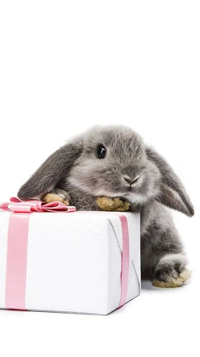 lapin, pâques, cadeau, rose, blanc