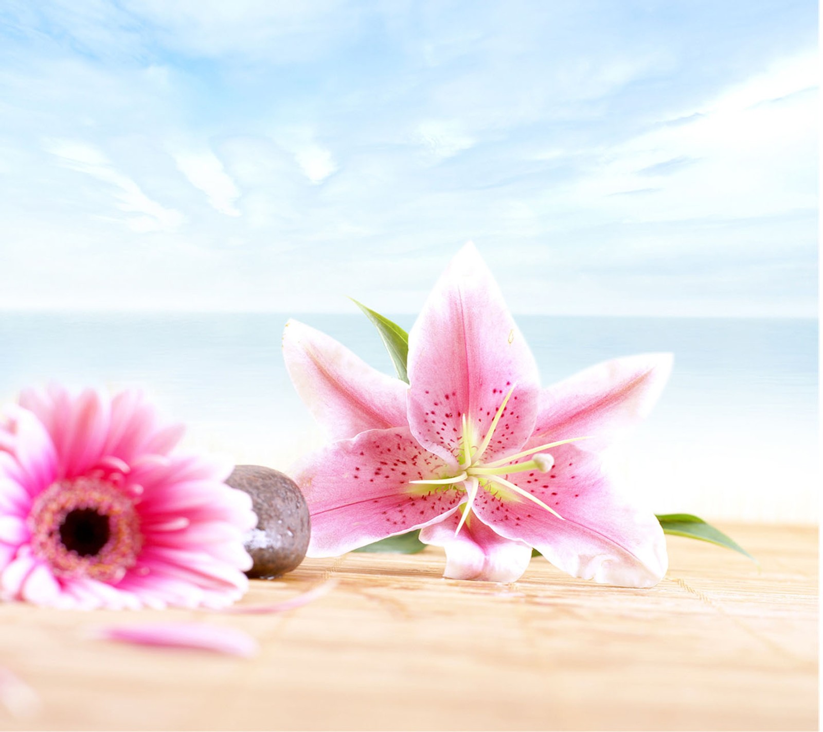 Il y a deux fleurs roses sur une table avec des pierres et de l'eau (fleur, été)