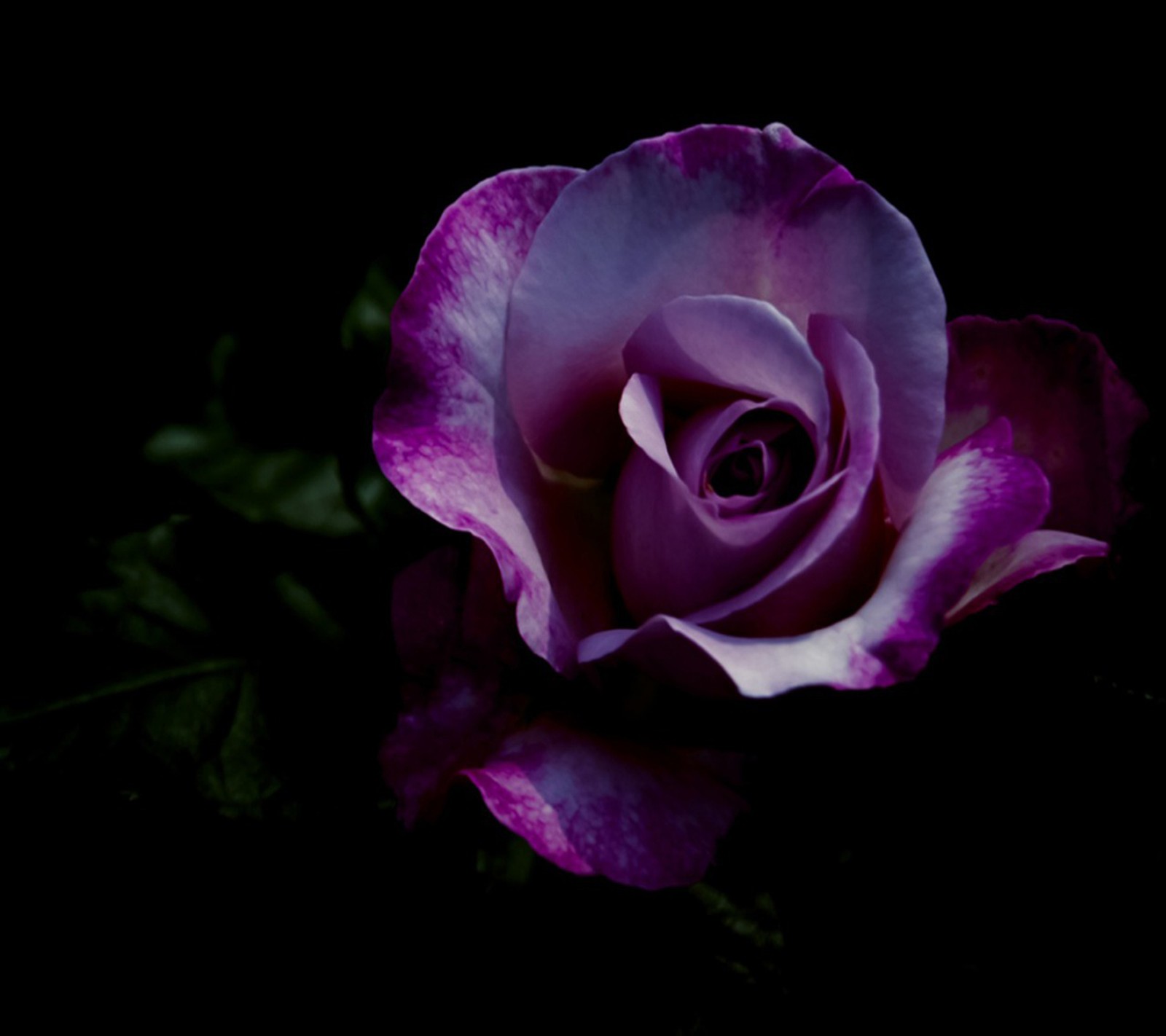 Purple rose with green leaves on a black background (purple rose, wallpaper)