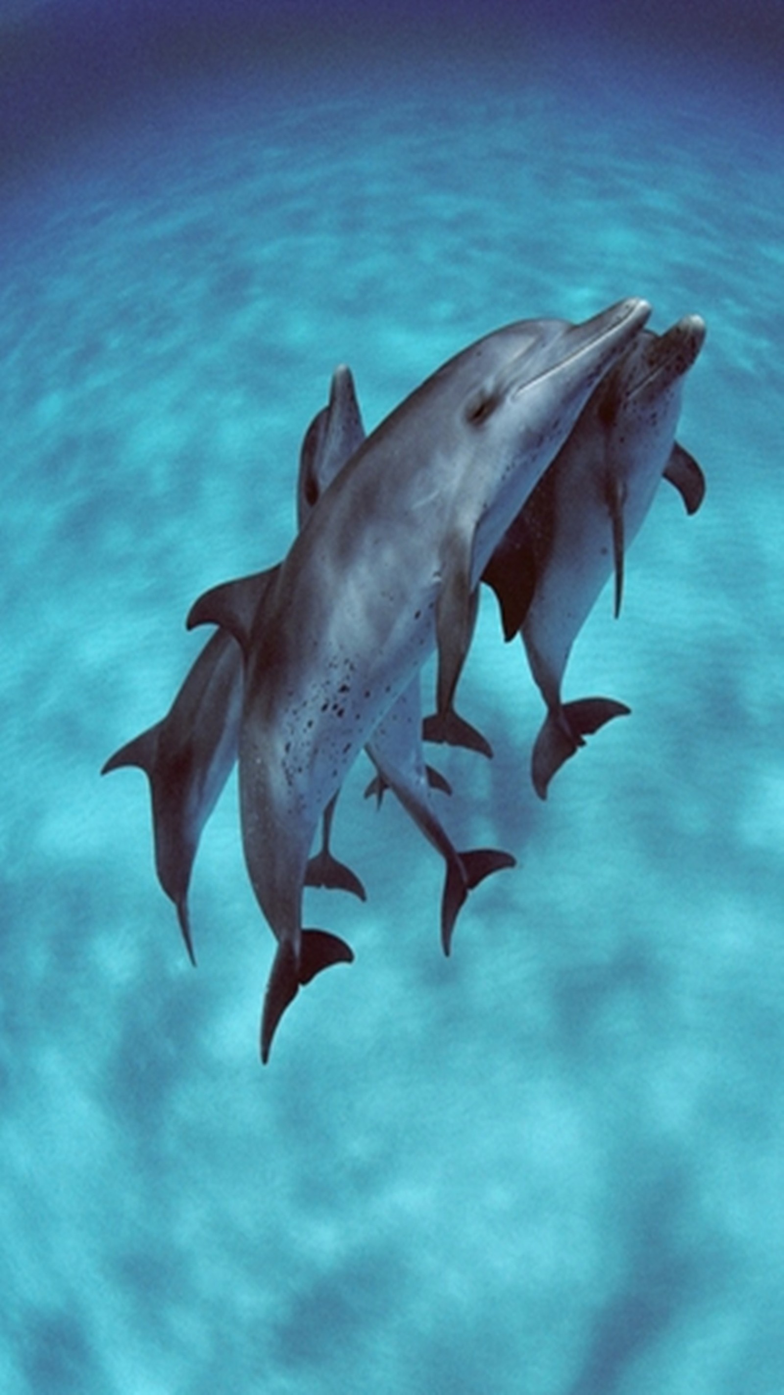 Des dauphins nageant dans l'océan avec leurs têtes au-dessus de l'eau (dauphins, mer)