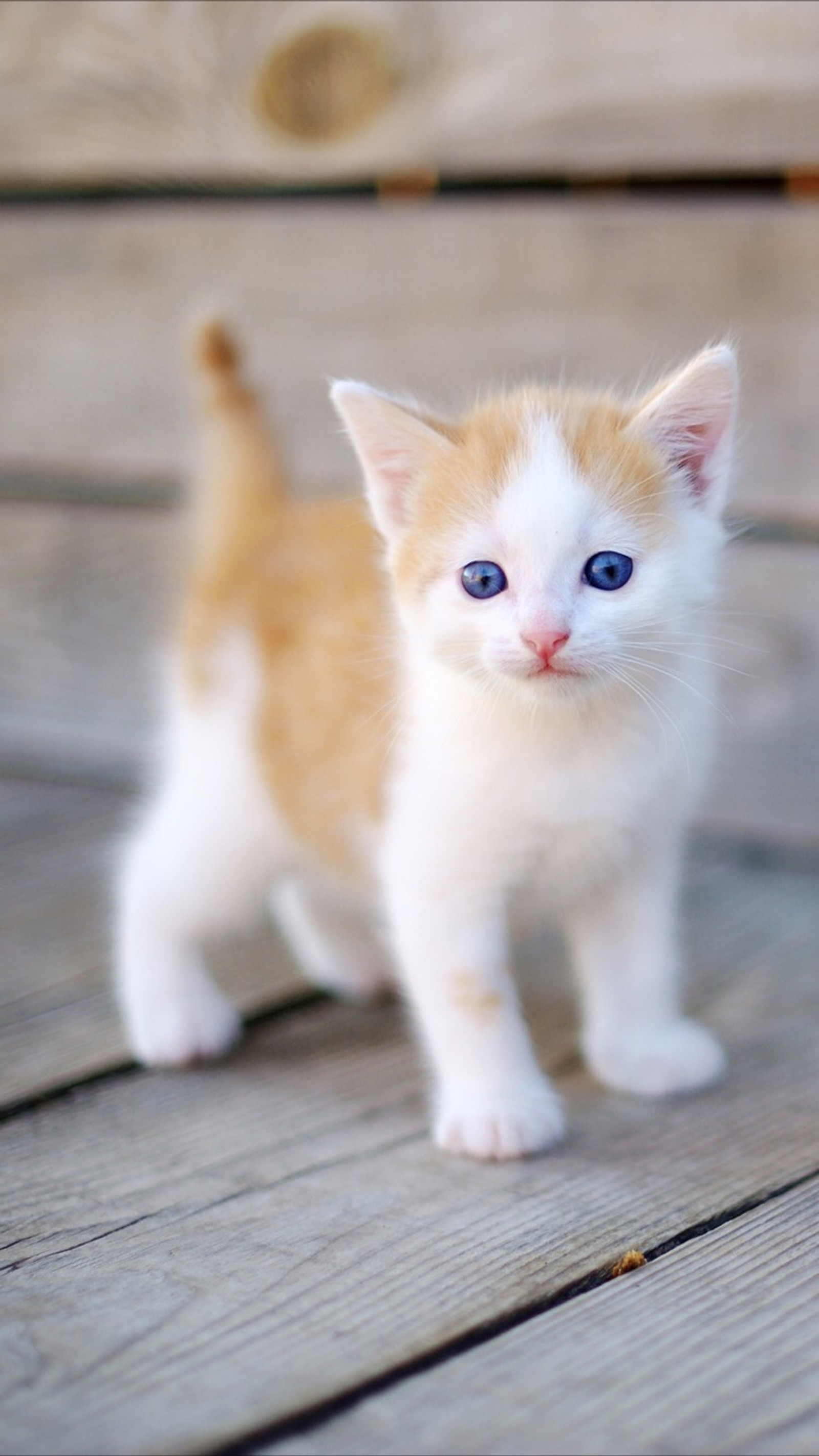 Lade gato, lustig, kätzchen, morgen Hintergrund herunter