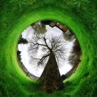 Arbre Perspective Entouré par la Nature