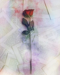 Download love, love wallpaper, note, rose, smoke for free