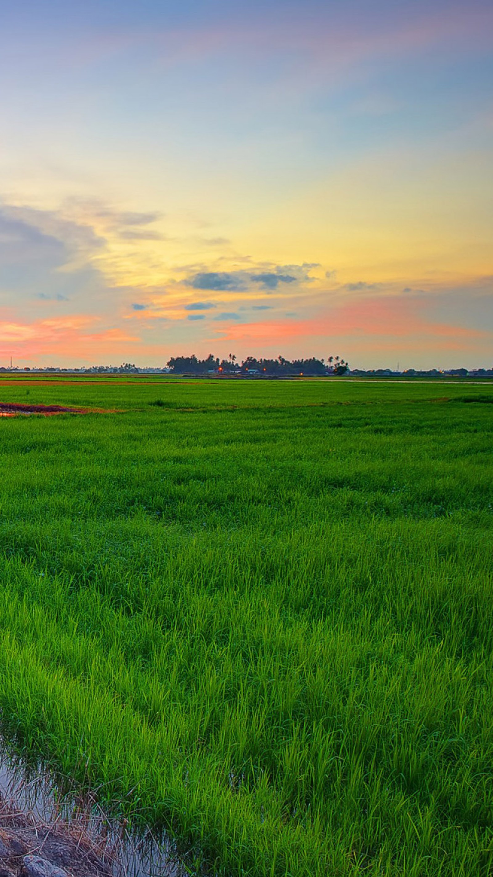 Grassy field with a puddle of water in the middle of it (field, grass, green)