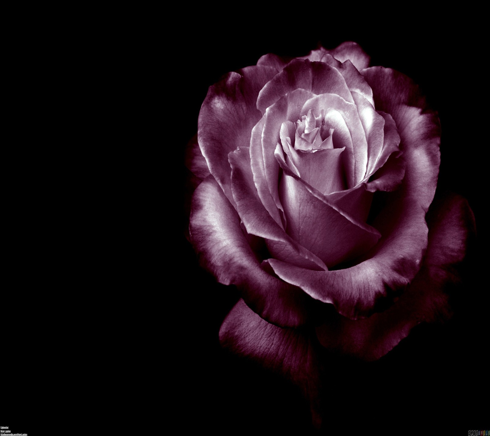 Una rosa púrpura en una fotografía en blanco y negro con un fondo negro (hermoso, rosa)