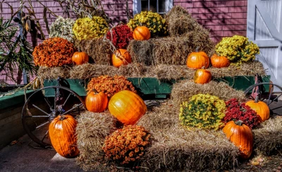 herbst, kürbisse, halloween, kürbis, blumen