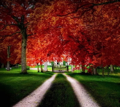 autumn, nature, road