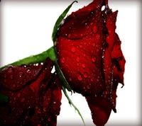 Download nice wallpaper, rose for free