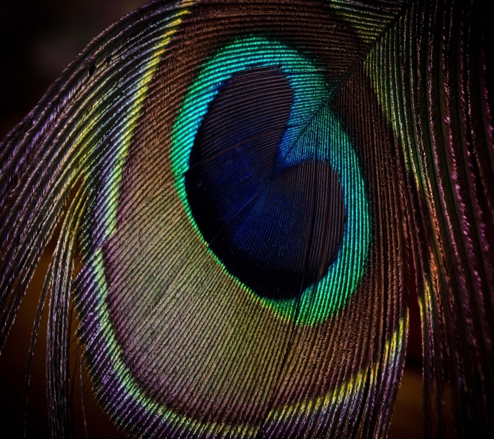 feather, peacock wallpaper