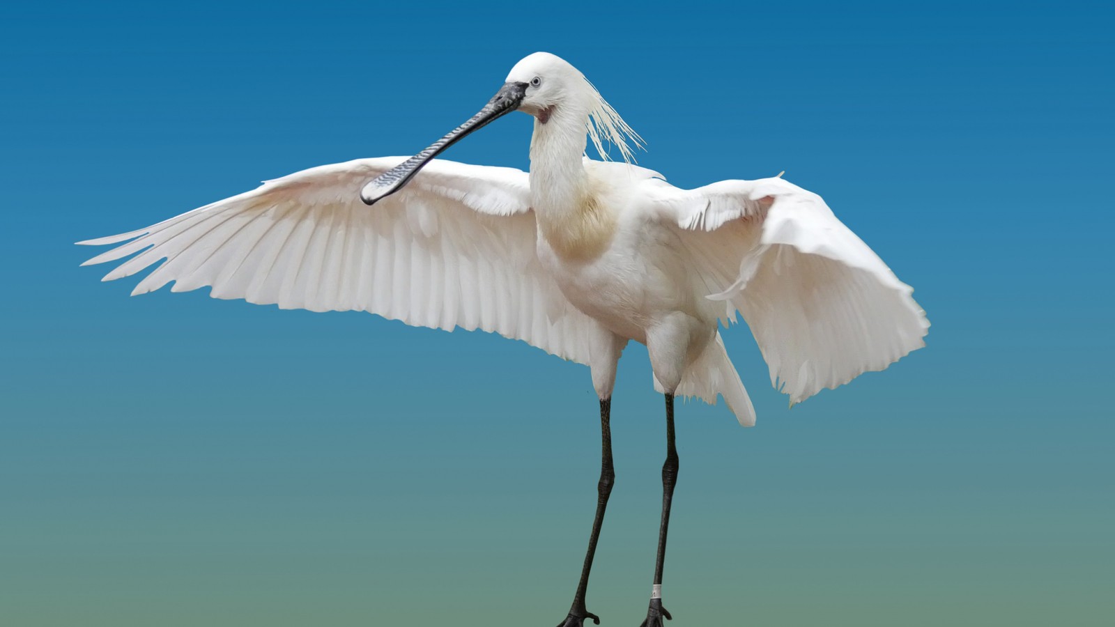 Ein ara mit ausgebreiteten flügeln und einem langen schnabel (wasservogel, vogel, schnabel, storch, flügel)