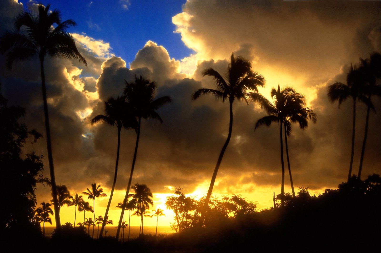 Uma vista de um pôr do sol com palmeiras e nuvens (natureza, nuvem, por do sol, palmeira, nascer do sol)