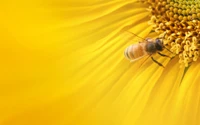 abeja, insecto, amarillo, polen, girasoles