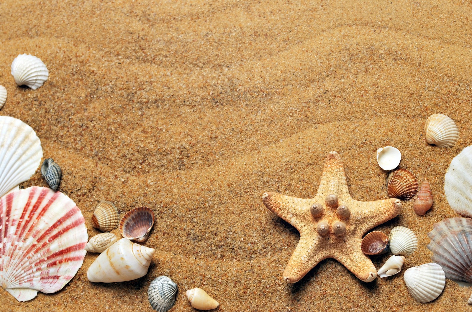 Eine karge seesterne und muscheln an einem sandstrand mit einer sandkante (strand, sommer, licht, naturumgebung, natürliches material)