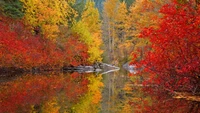 Vibrant Autumn Reflections in a Deciduous Forest