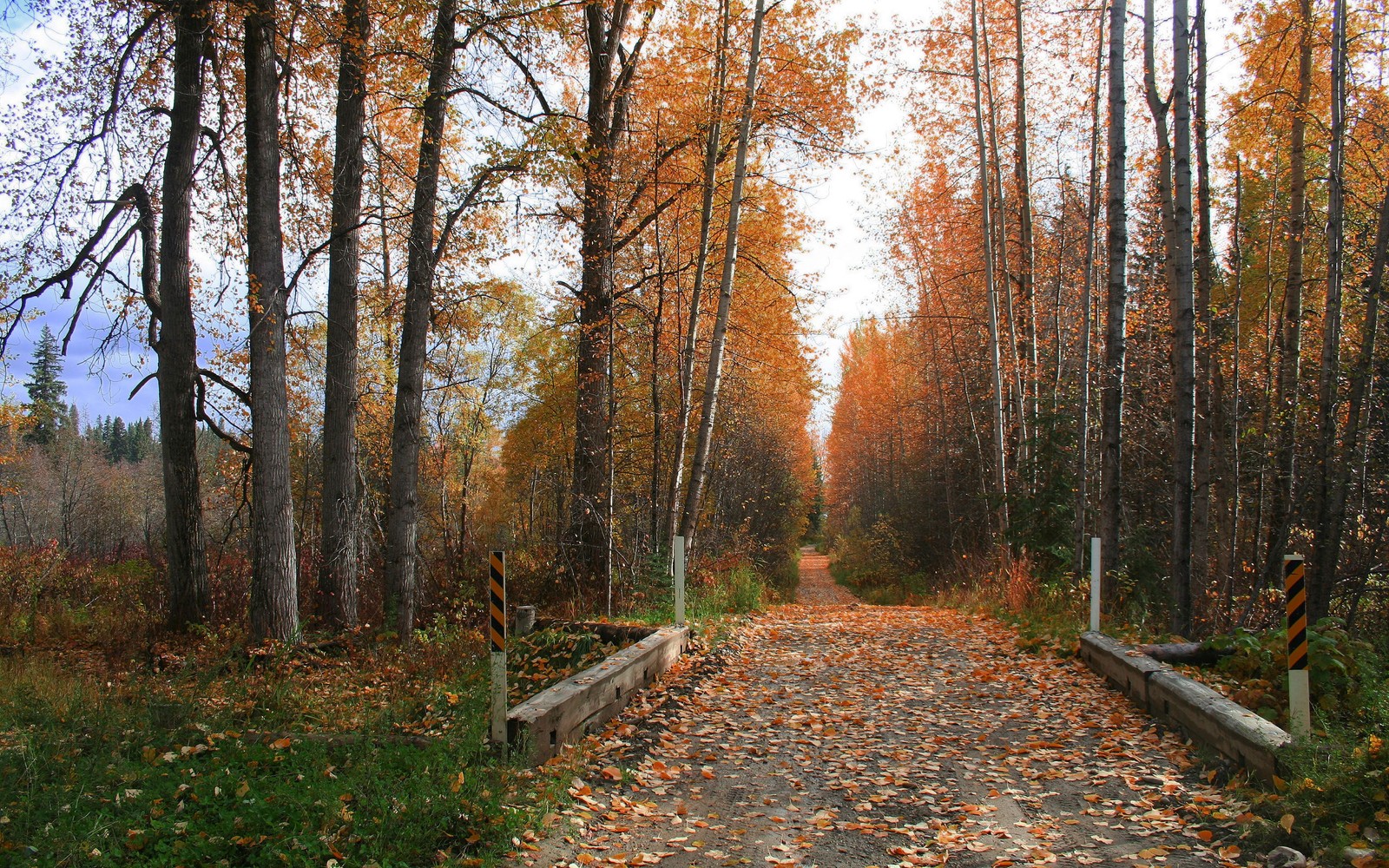 tree, forest, nature, leaf, woodland wallpaper