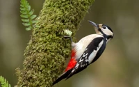 Pájaro carpintero posado en un tronco de árbol cubierto de musgo