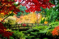 Herbstliche Gelassenheit in einem japanischen Garten mit lebhaften Ahornblättern und einer charmanten Brücke