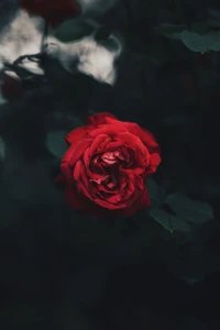 Rose de jardin rouge vibrante dans un cadre ombragé