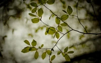 Sunlit Deciduous Branch with Fresh Green Leaves