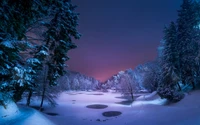 Silent Winter Night in a Snow-Covered Wilderness