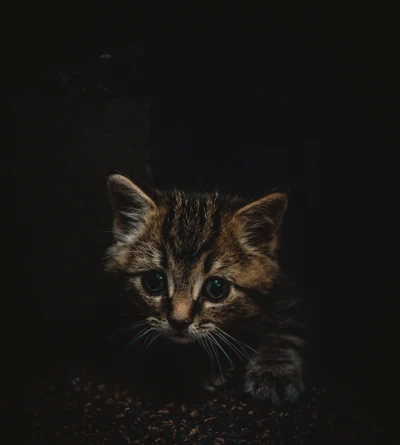 Neugieriges Tabby-Kätzchen erkundet die Dunkelheit