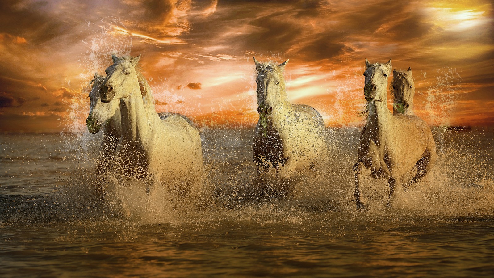 Três cavalos correndo pela água ao pôr do sol com um fundo de céu (puro sangue, cavalo árabe, cavalo branco, mustang, potro)