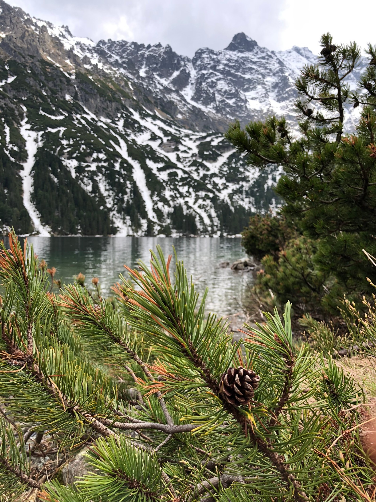 Descargar fondo de pantalla naturaleza, formas montañosas, cordillera, montaña, planta leñosa