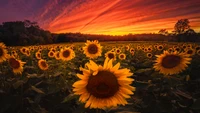 Champ de tournesols vibrant sous un coucher de soleil époustouflant