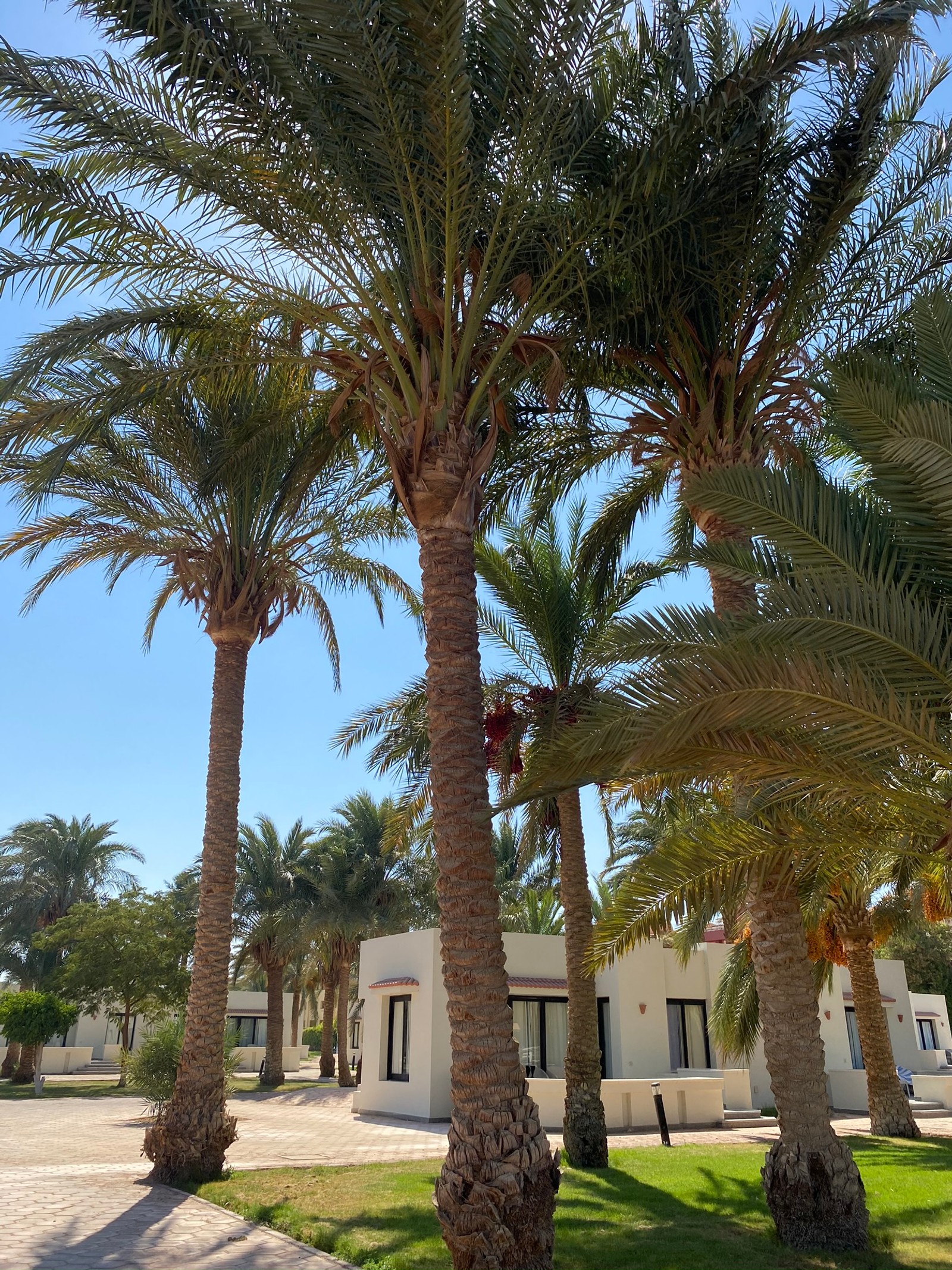 Jirafas subiendo a una palmera en una zona residencial (palmera datilera, palmeras, plantas, biología, ciencia)