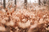 nature, branch, light, spring, twig