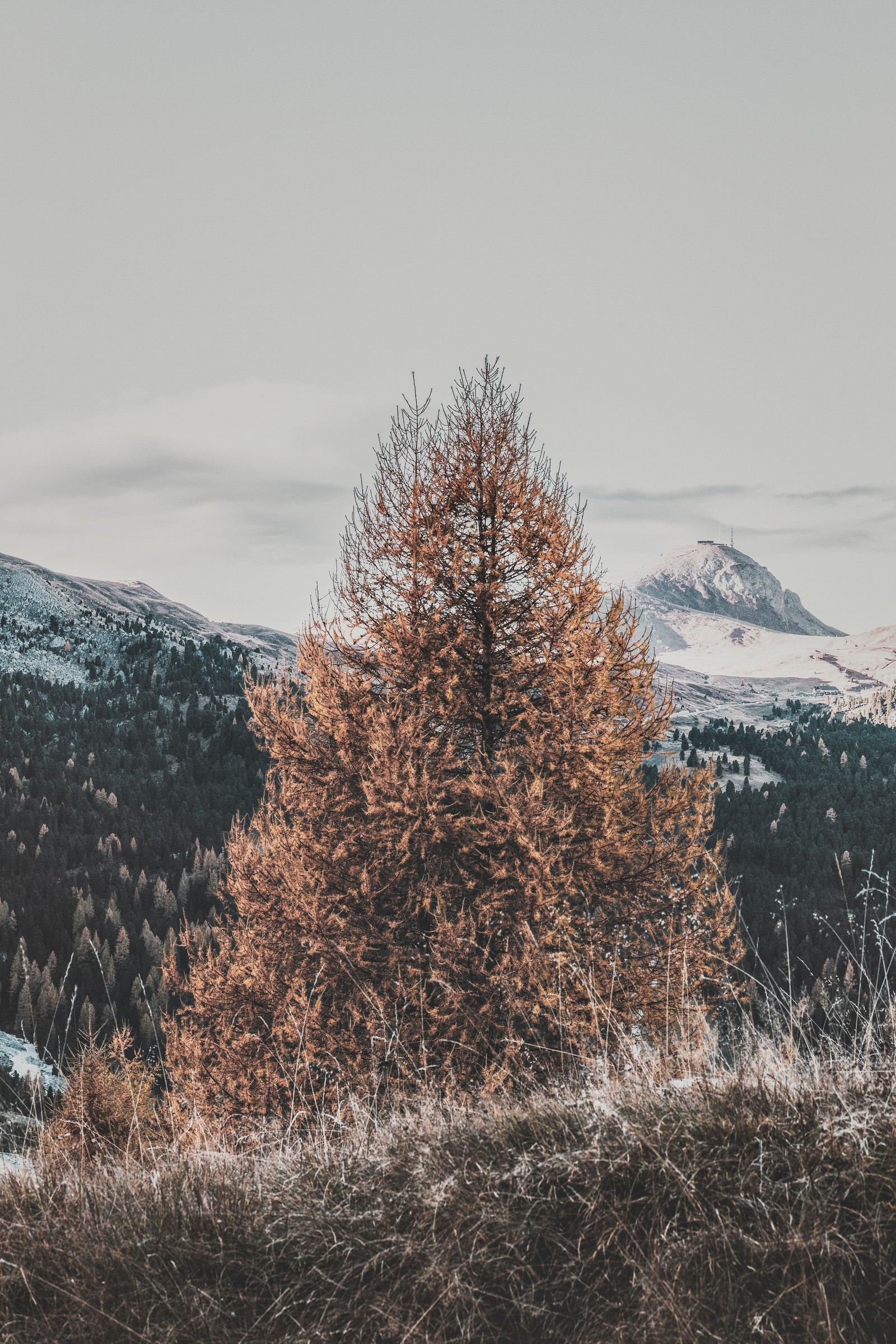 There is a lone horse standing in the snow near a tree (tree, winter, natural landscape, freezing, woody plant)