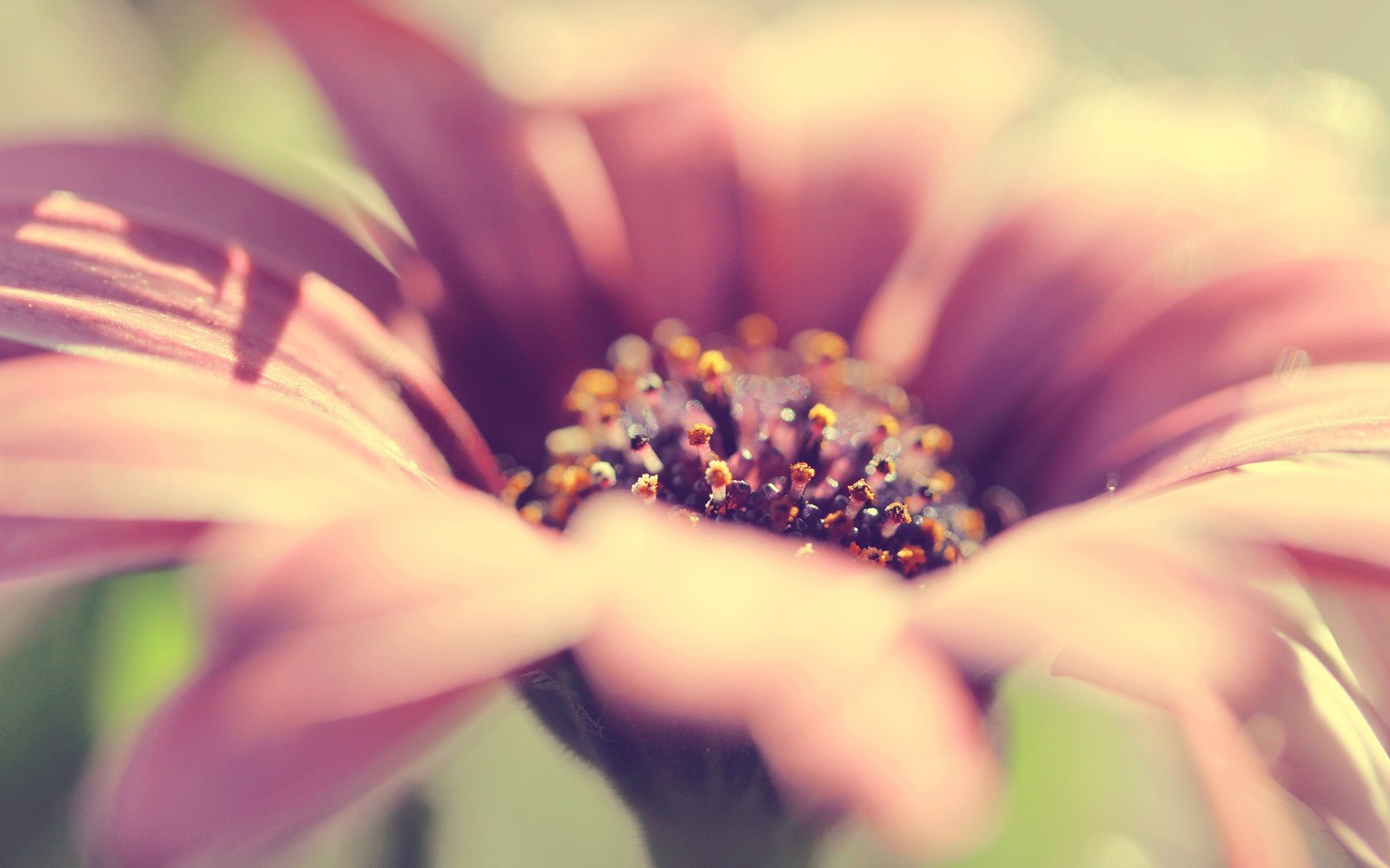 Un gros plan d'une fleur rose avec un fond vert (pétale, jaune, pollen, flore, fleurs roses)