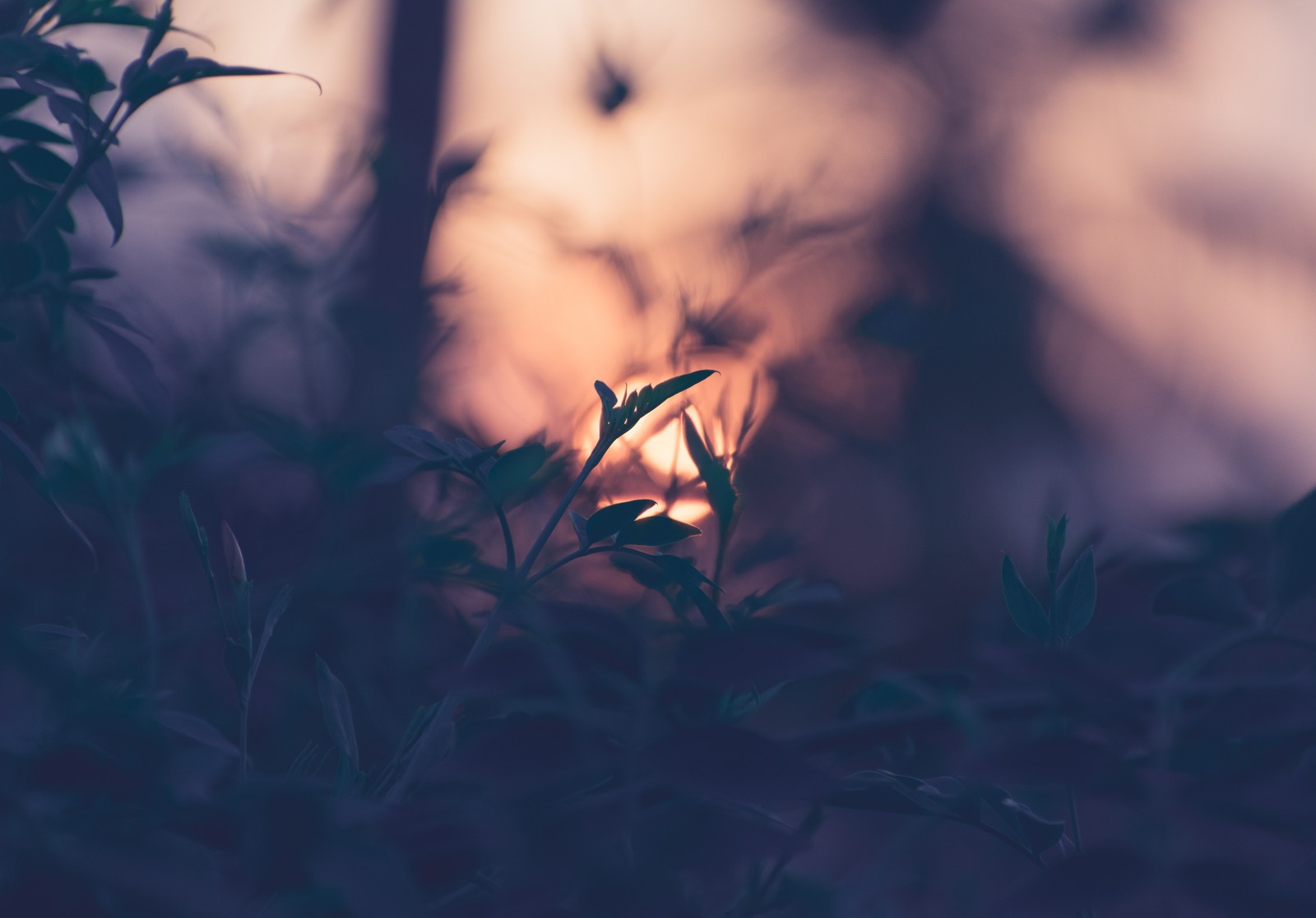 A close up of a plant with the sun setting in the background (nature, leaf, branch, grass, atmosphere)