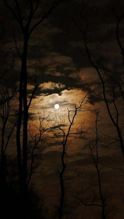 forest, moon, nature