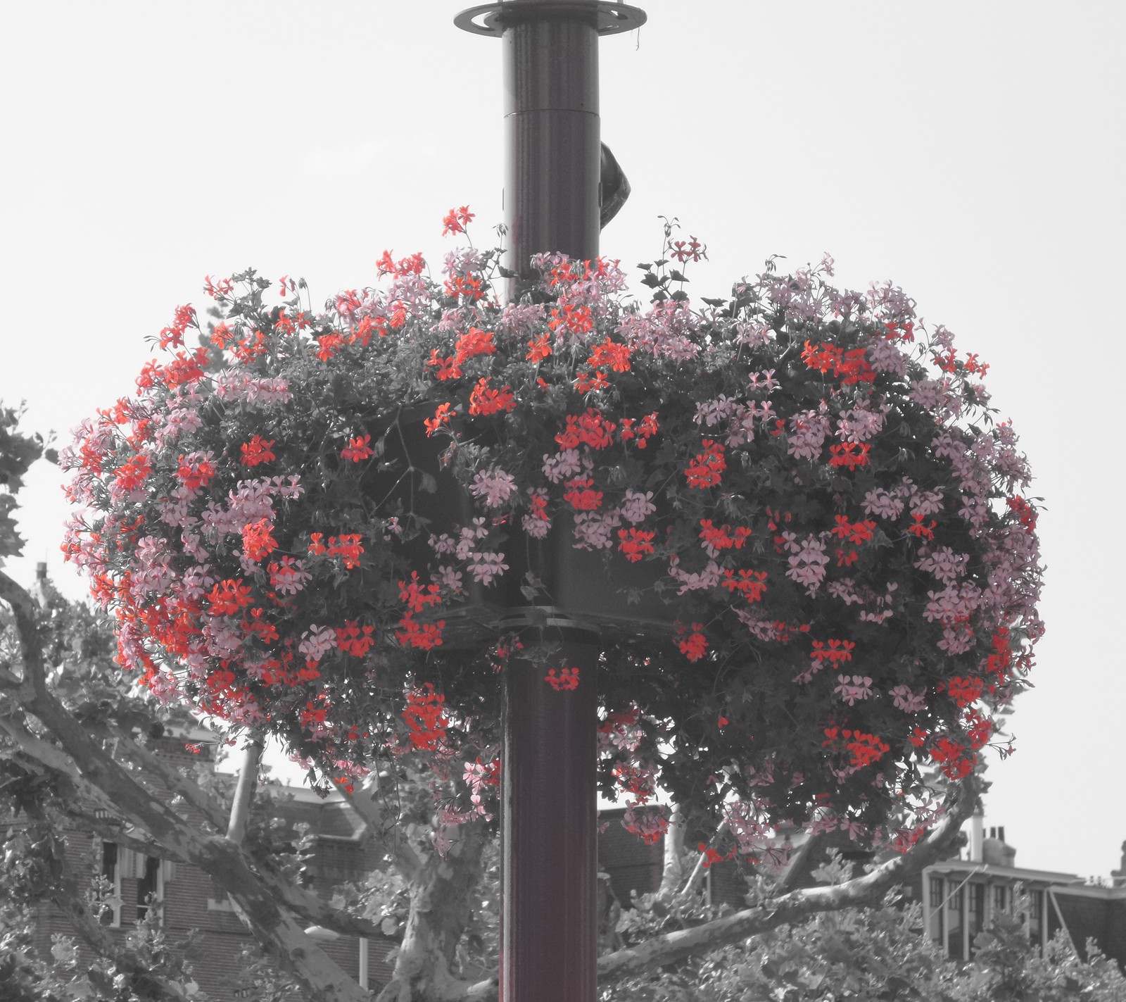 Téléchargez le fond d'écran fleurs, plantes