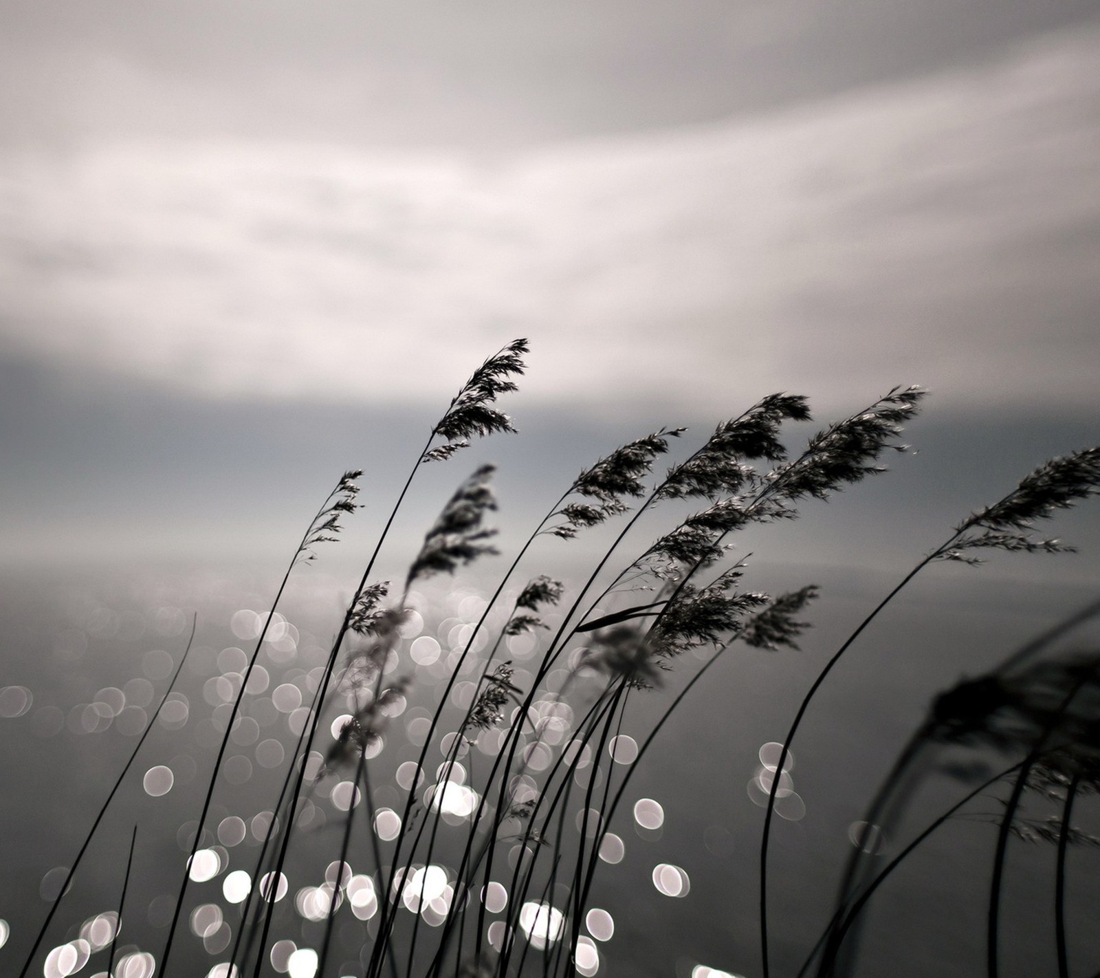 Arafed view of a body of water with some tall grass (bokeh, grass, nature, night)