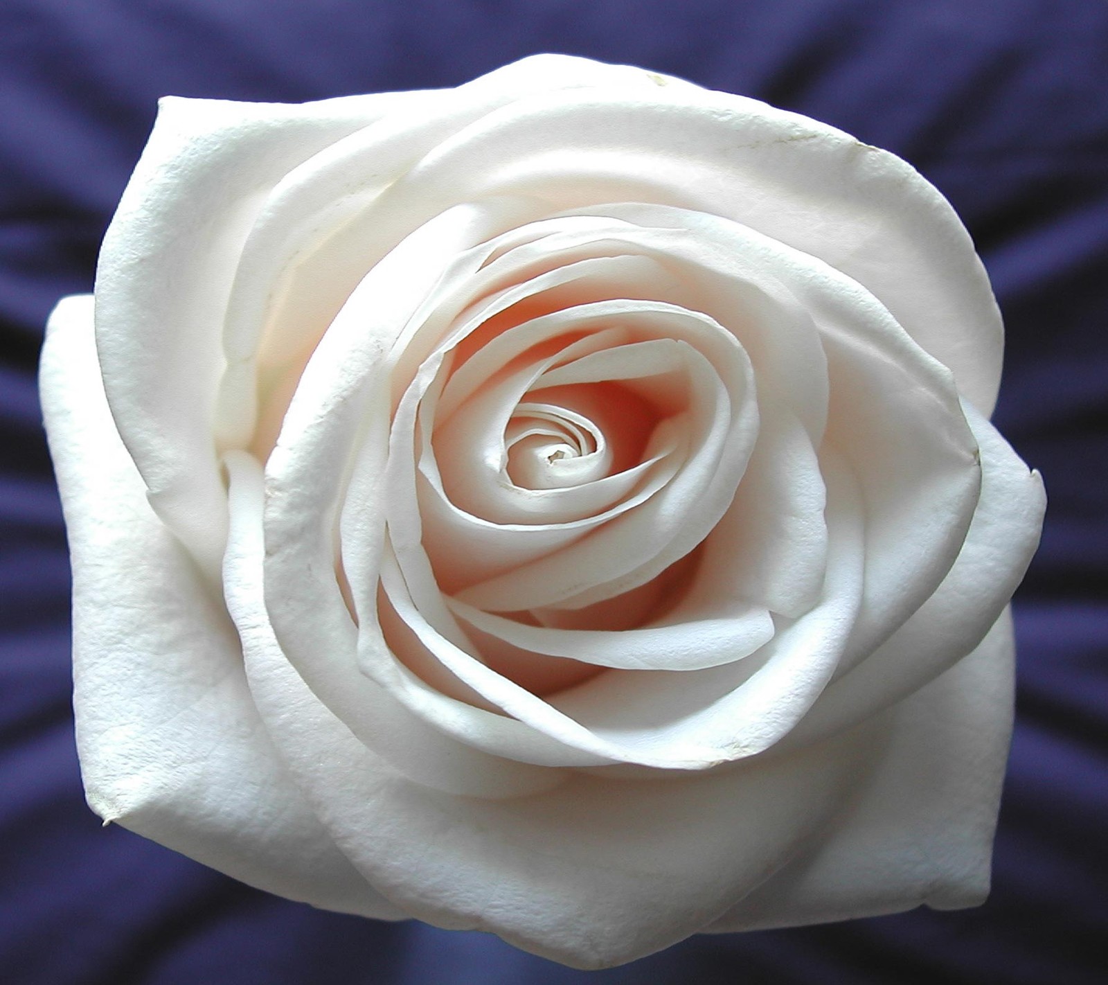 Un primer plano de una rosa blanca sobre un fondo azul (flor, naturaleza, rosa)