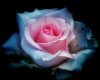 flower, rose wallpaper