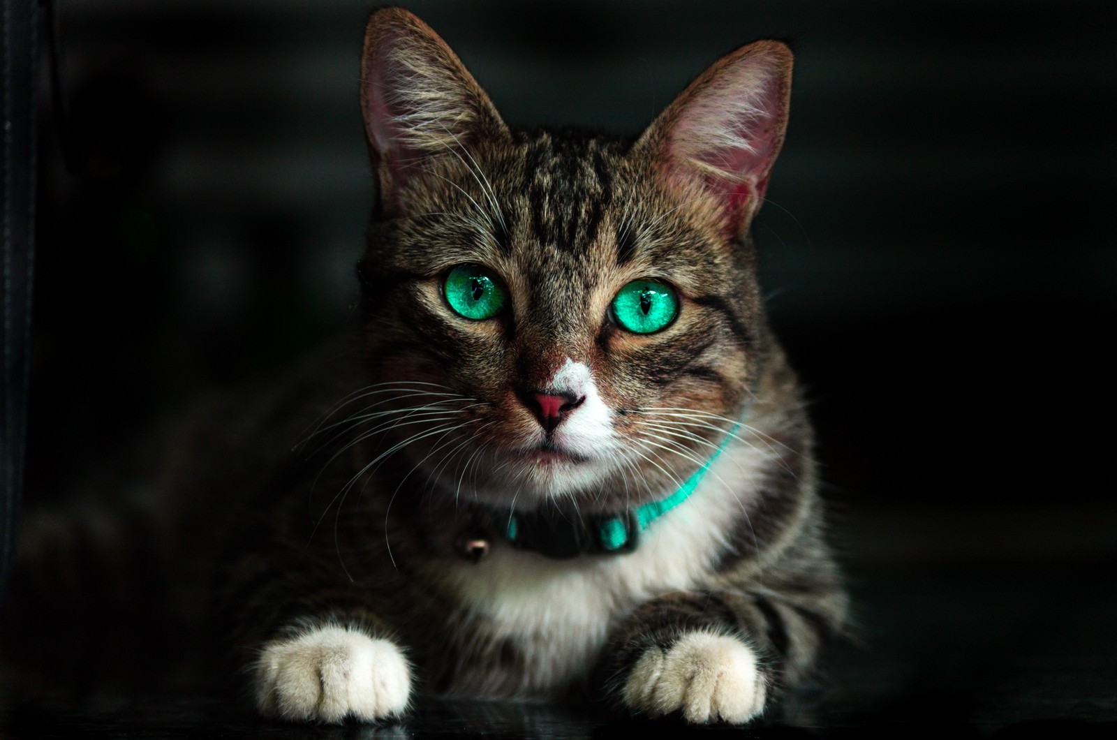 Um gato de olhos verdes sentado em uma mesa (gatos, olhos, gatinho, gato, olho)