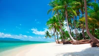 Idyllic beach scene with palm trees and clear blue skies.