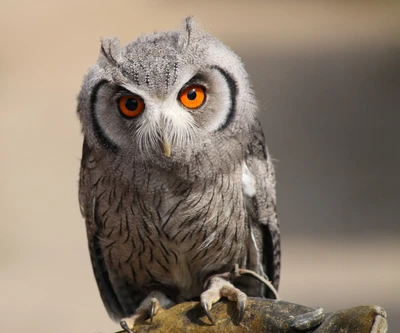 Coruja majestosa com olhos laranja marcantes empoleirada graciosamente.