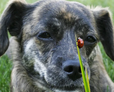 hund, marienkäfer