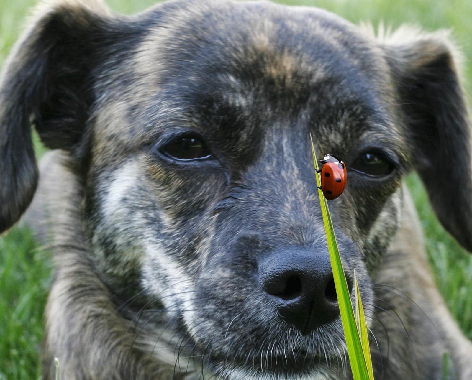 Téléchargez le fond d'écran chien, coccinelle