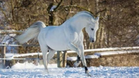 Majestoso mustang branco galopando pela neve de inverno