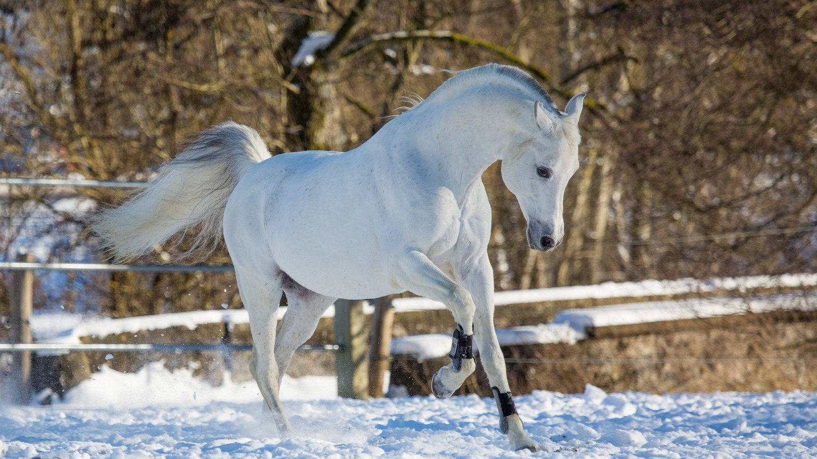 Girafa correndo na neve em uma área cercada (cavalo, égua, mustang, garanhão, juba)