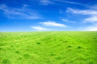 grassland, pasture, grass, nature, field wallpaper