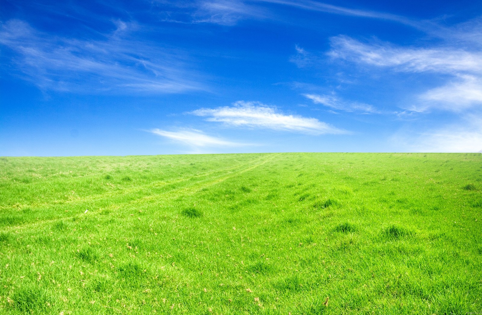 A green field with grass and blue sky in the background (grassland, pasture, grass, nature, field)