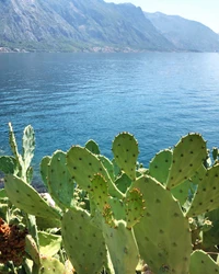 El cactus higo chumbo prospera a lo largo de una serena costa montañosa.