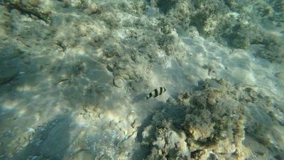 Escena submarina de un arrecife de coral con invertebrados marinos y peces